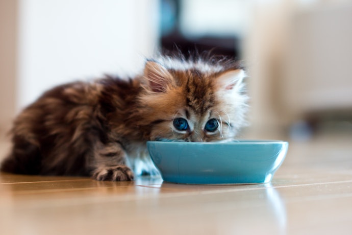 Apa penyebab kucing diare?