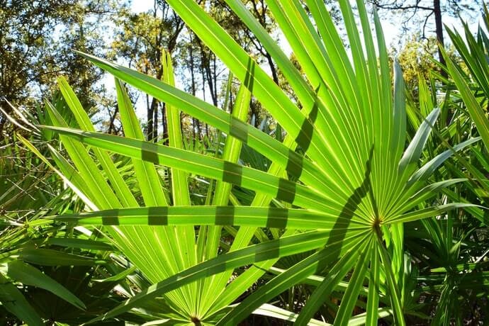 Apa itu saw palmetto?