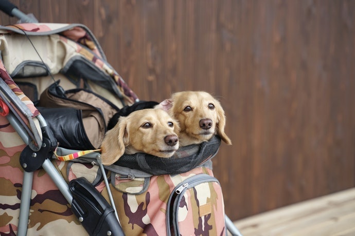 Kegunaan pet stroller untuk anjing dan kucing
