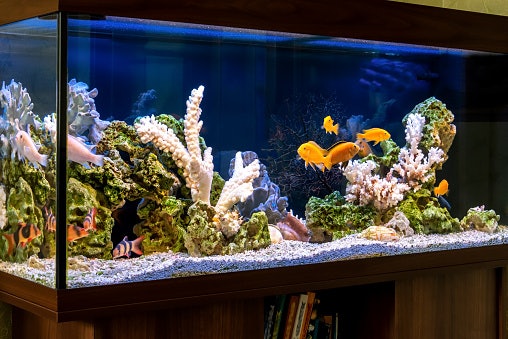 Fungsi lampu aquascape
