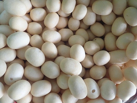Perbedaan kacang atom dan kacang telur