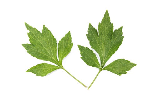 Apa manfaat mugwort untuk kulit?