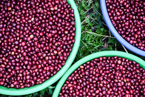Apa ciri khas kopi Aceh Gayo?
