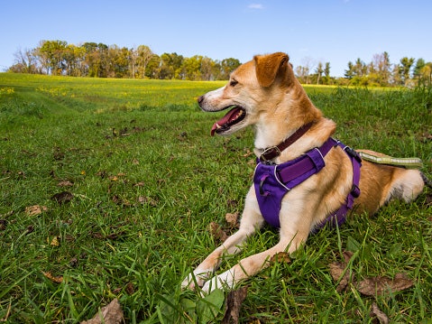 Perbedaan harness dengan collar