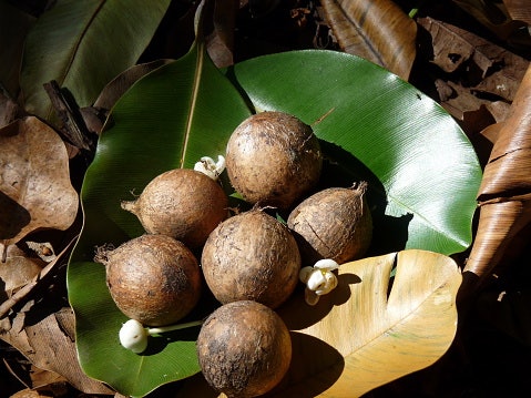 Manfaat tamanu oil