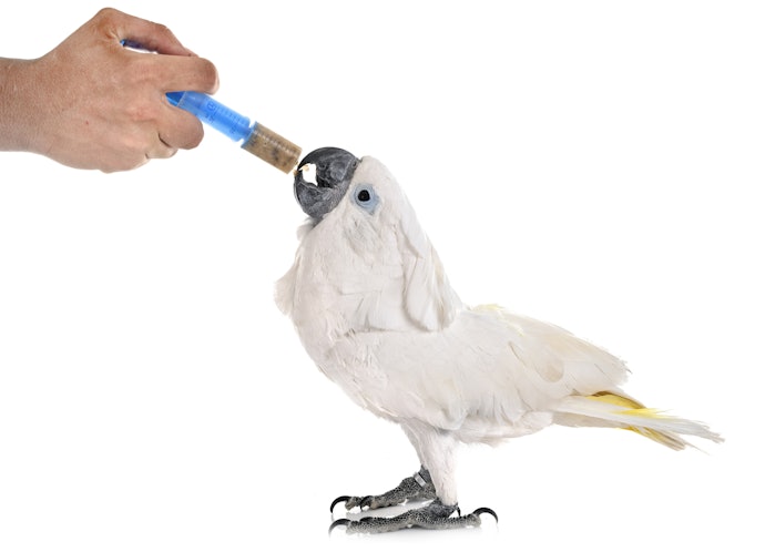 Pentingnya memberikan vitamin bagi burung peliharaan