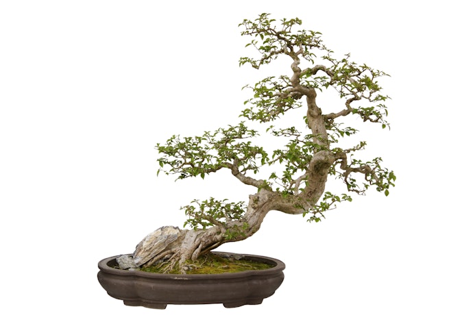 Apa keistimewaan pohon bonsai?