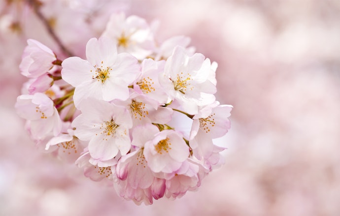 Untuk aroma lembut, cek varian aroma Moringa, Shea, Japanese Cherry Blossom, Wild Jasmine, dan White Musk