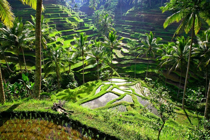 Apabila Anda menyukai udara sejuk dengan nuansa pedesaan, pilih hotel dengan private pool di Ubud seperti Kamandalu Resort