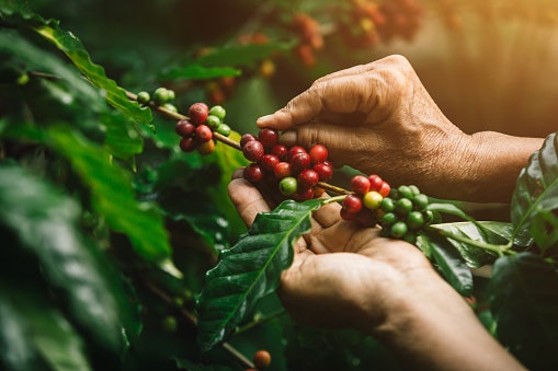 Pertimbangkan hadiah kopi organik