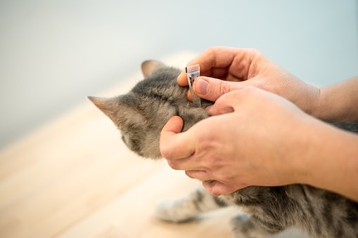 Untuk kitten dan puppy atau anjing dan kucing senior, gunakan tipe tetes yang lebih aman