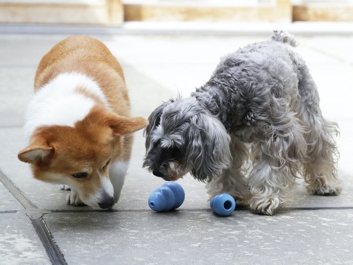 Pastikan mainan sesuai sifat dan selera anjing Anda