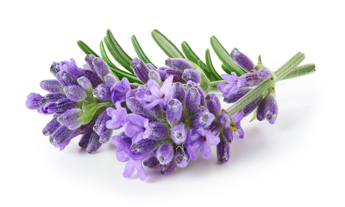 Utamakan aroma yang menenangkan untuk di kamar, misalnya lavender