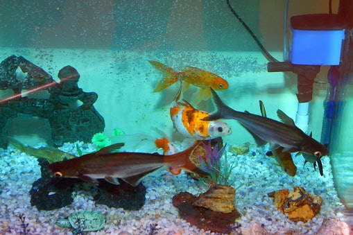 Pertimbangkan aquarium dinding tanpa kuras