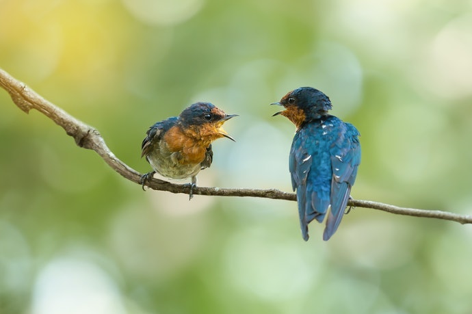 Bird-watching, membutuhkan magnifikasi yang lebih besar
