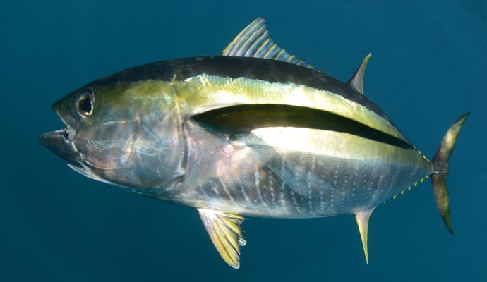 Tuna sirip kuning: Cocok digunakan dalam berbagai masakan