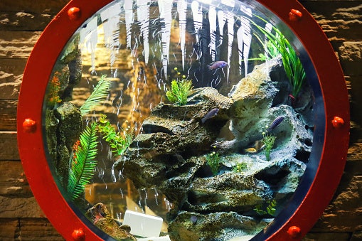 Aquarium dinding mini, pas untuk ruangan sempit