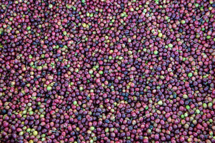Pemrosesan basah: Menghasilkan sensasi rasa asam dari biji kopi malabar
