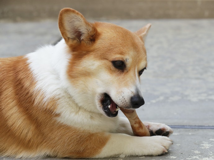 Mainan tipe gigit, efektif menguatkan gigi dan rahang anjing