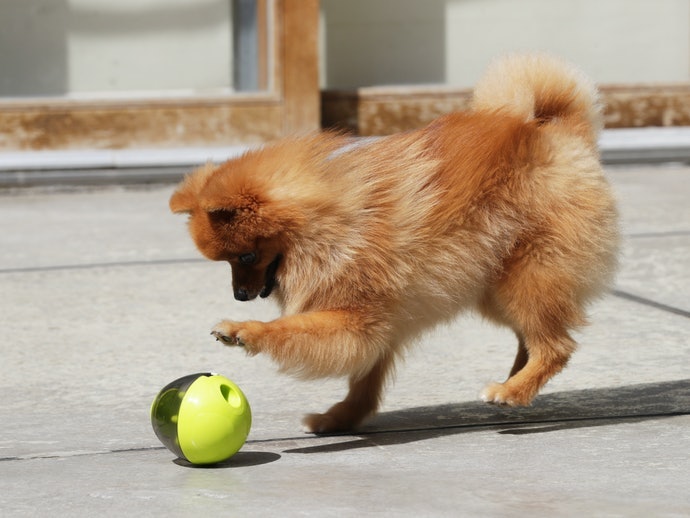 Mainan yang dapat menampung makanan, menarik perhatian anjing saat Anda pergi