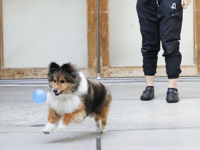 Mainan tipe lempar, ideal untuk membuat anjing banyak bergerak