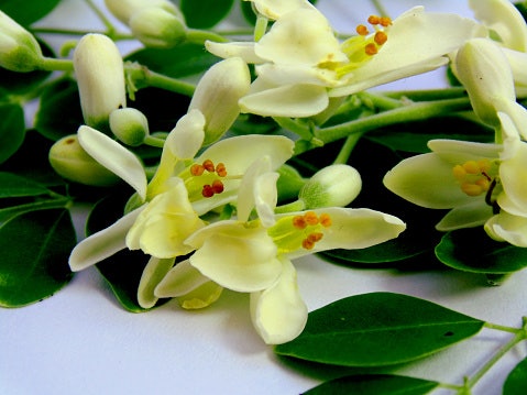 Untuk aroma yang menenangkan, cek varian British Rose, Shea, Moringa, Avocado