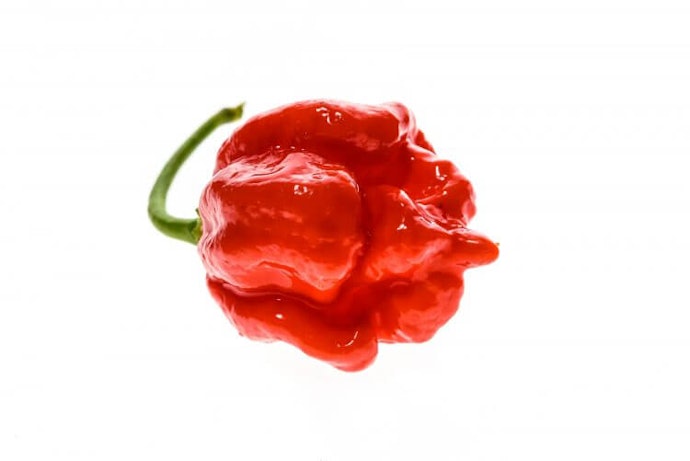 Trinidad scorpion, puluhan kali lebih pedas dari cabai rawit!