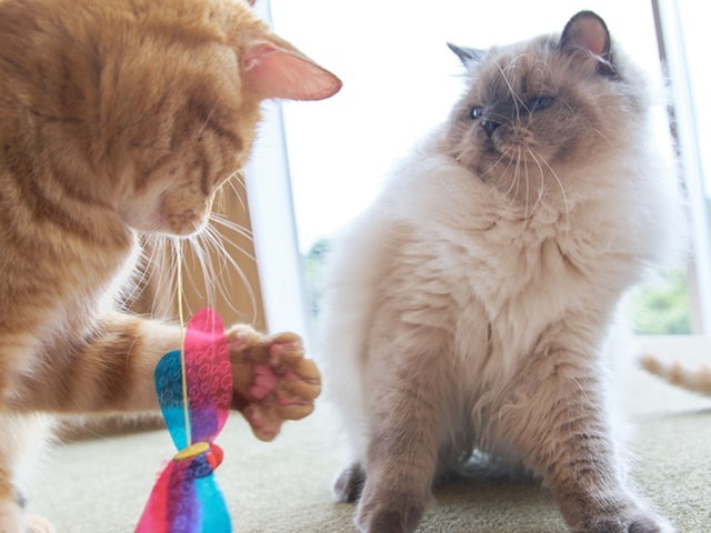 Hindari memberikan mainan untuk kucing kepada anjing