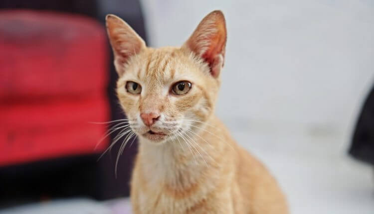 10 Rekomendasi Produk yang Harus Dimiliki untuk Memelihara Kucing