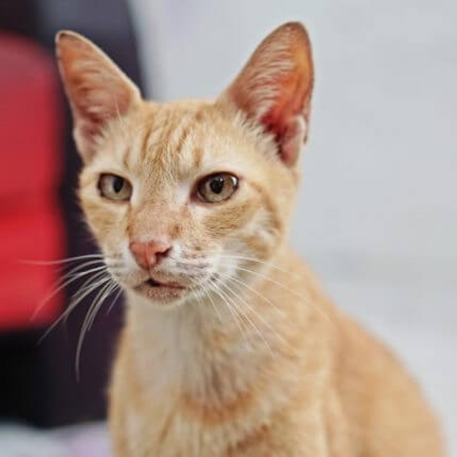 10 Rekomendasi Produk yang Harus Dimiliki untuk Memelihara Kucing