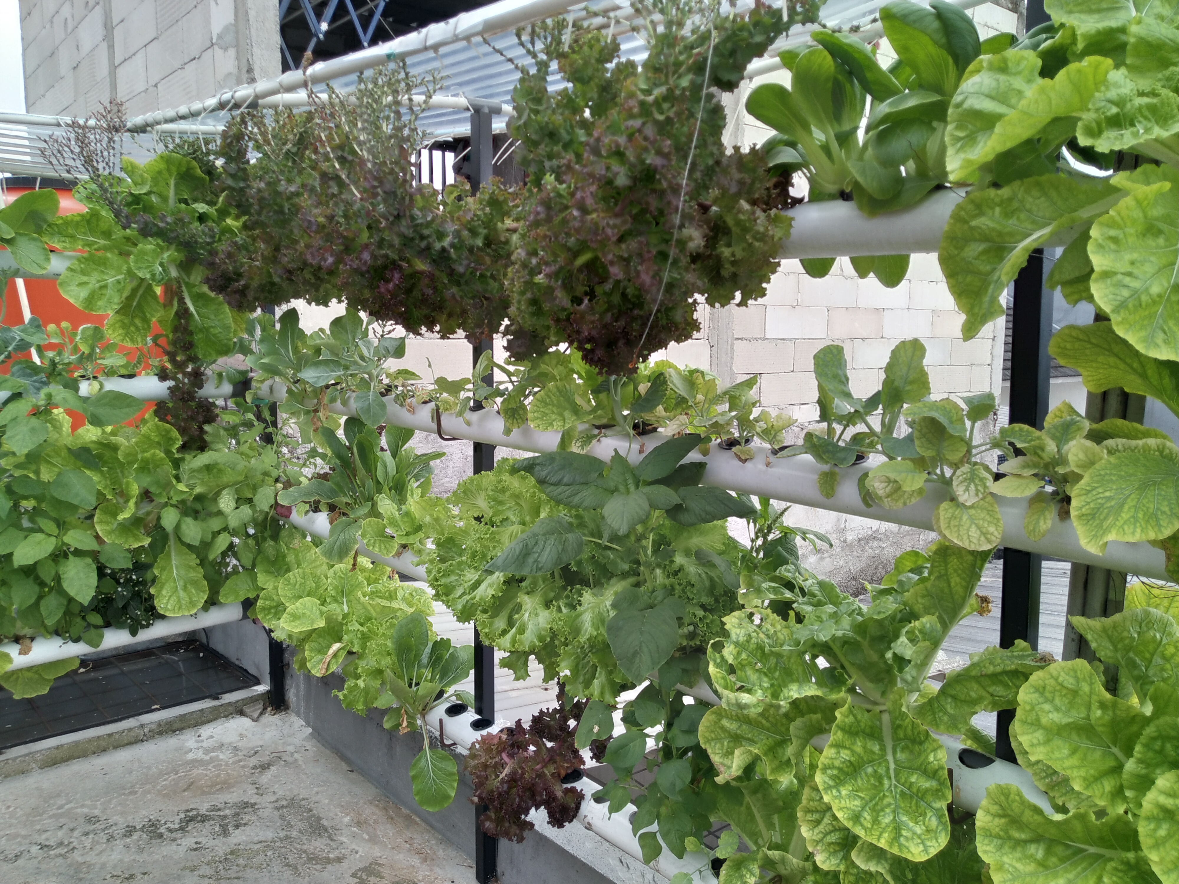 10 Rekomendasi Perlengkapan untuk Merakit Hidroponik Sederhana di Rumah