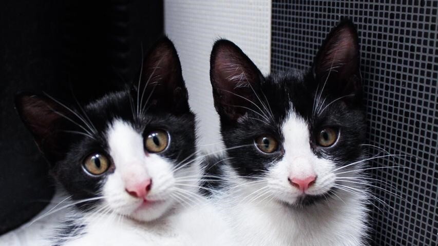 10 Rekomendasi Perlengkapan Perawatan Kucing