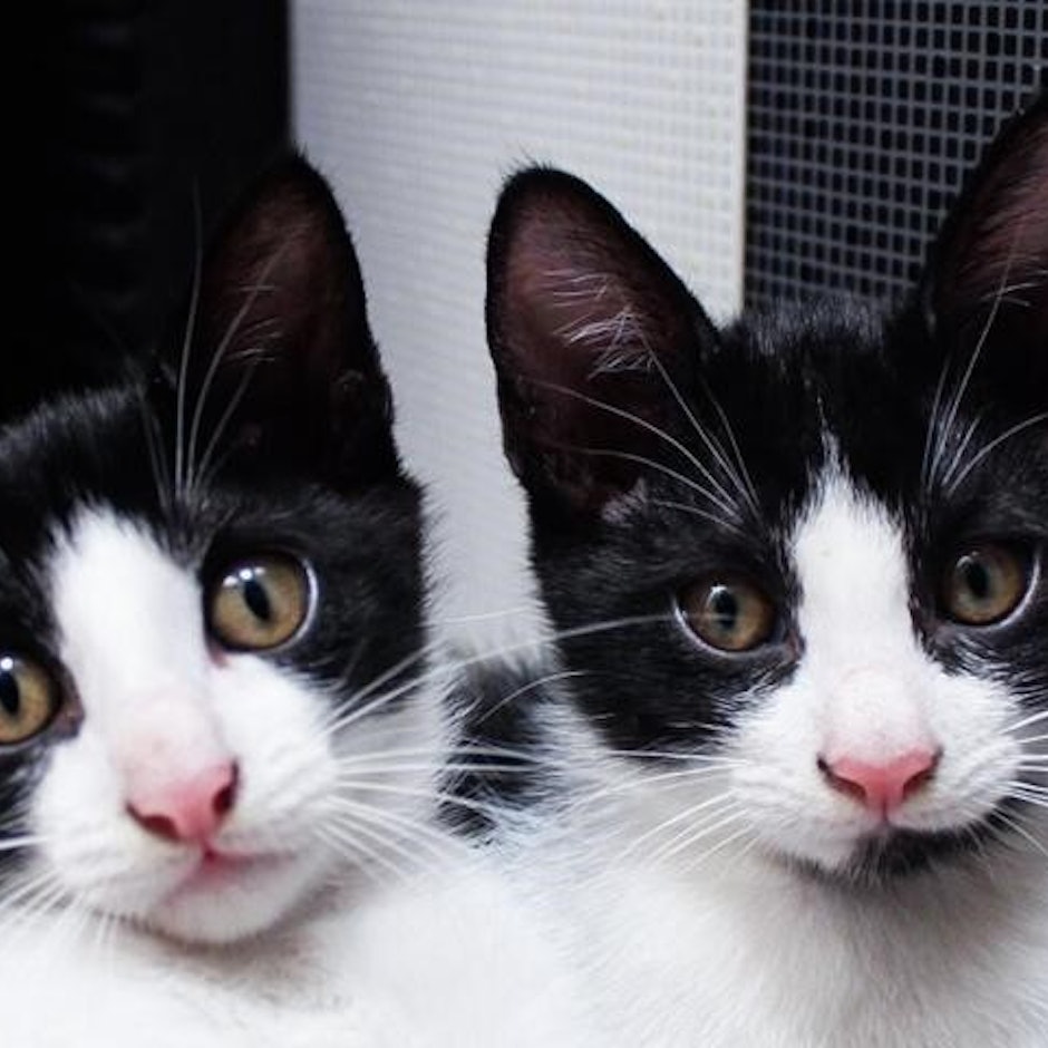 10 Rekomendasi Perlengkapan Perawatan Kucing