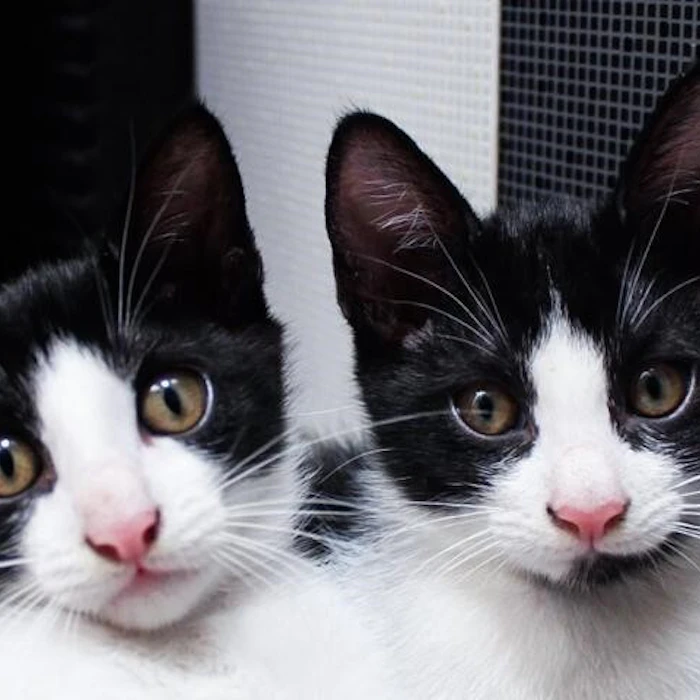 10 Rekomendasi Perlengkapan Perawatan Kucing
