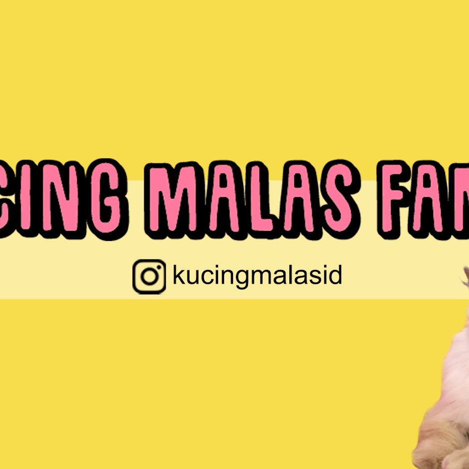 7 Rekomendasi Aksesori Lucu agar Kucing Makin Keren ala Celebcat