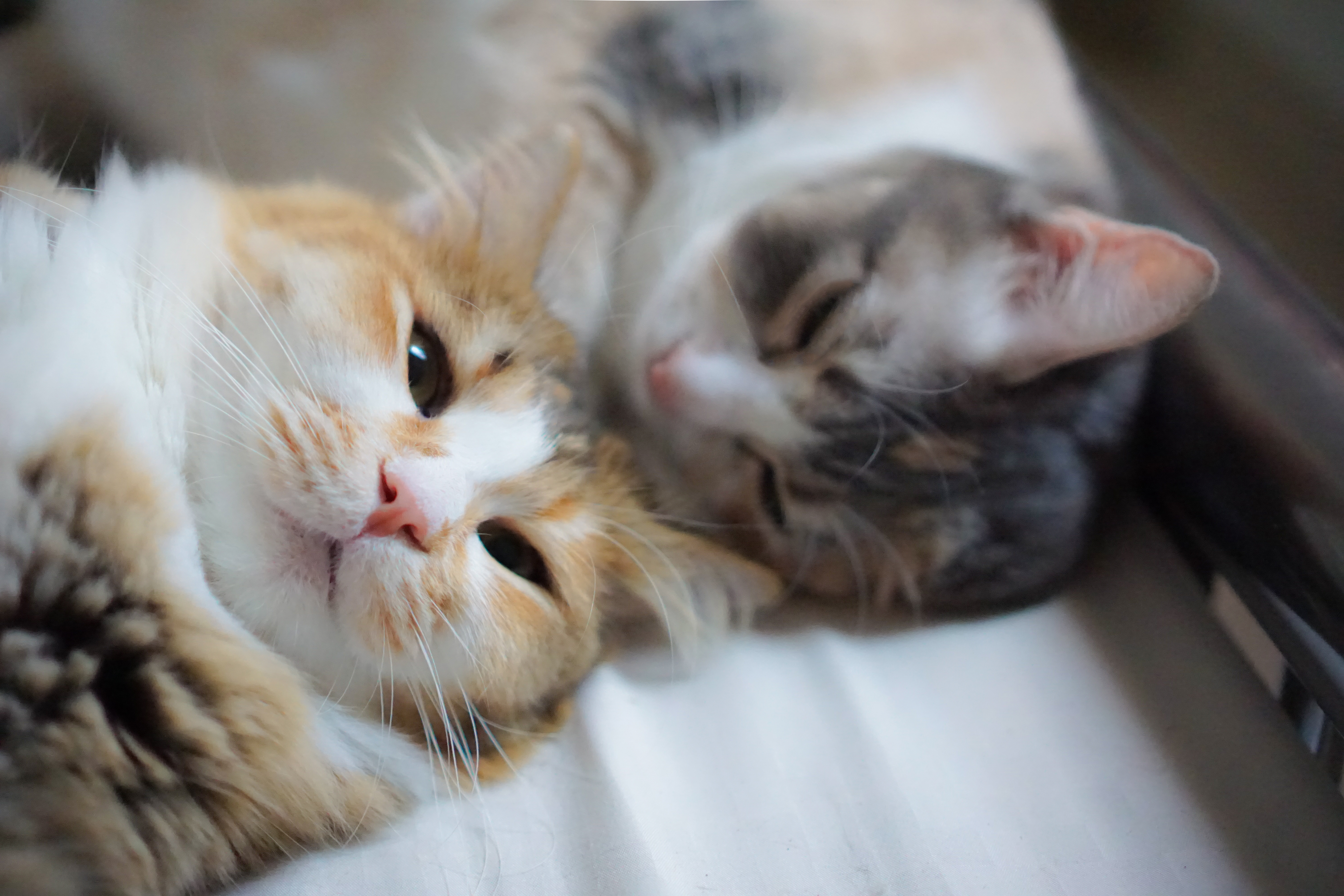 7 Rekomendasi Barang yang Perlu Dimiliki Sebelum Memelihara Kucing 	