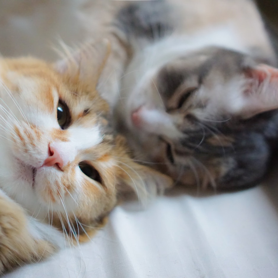 7 Rekomendasi Barang yang Perlu Dimiliki Sebelum Memelihara Kucing