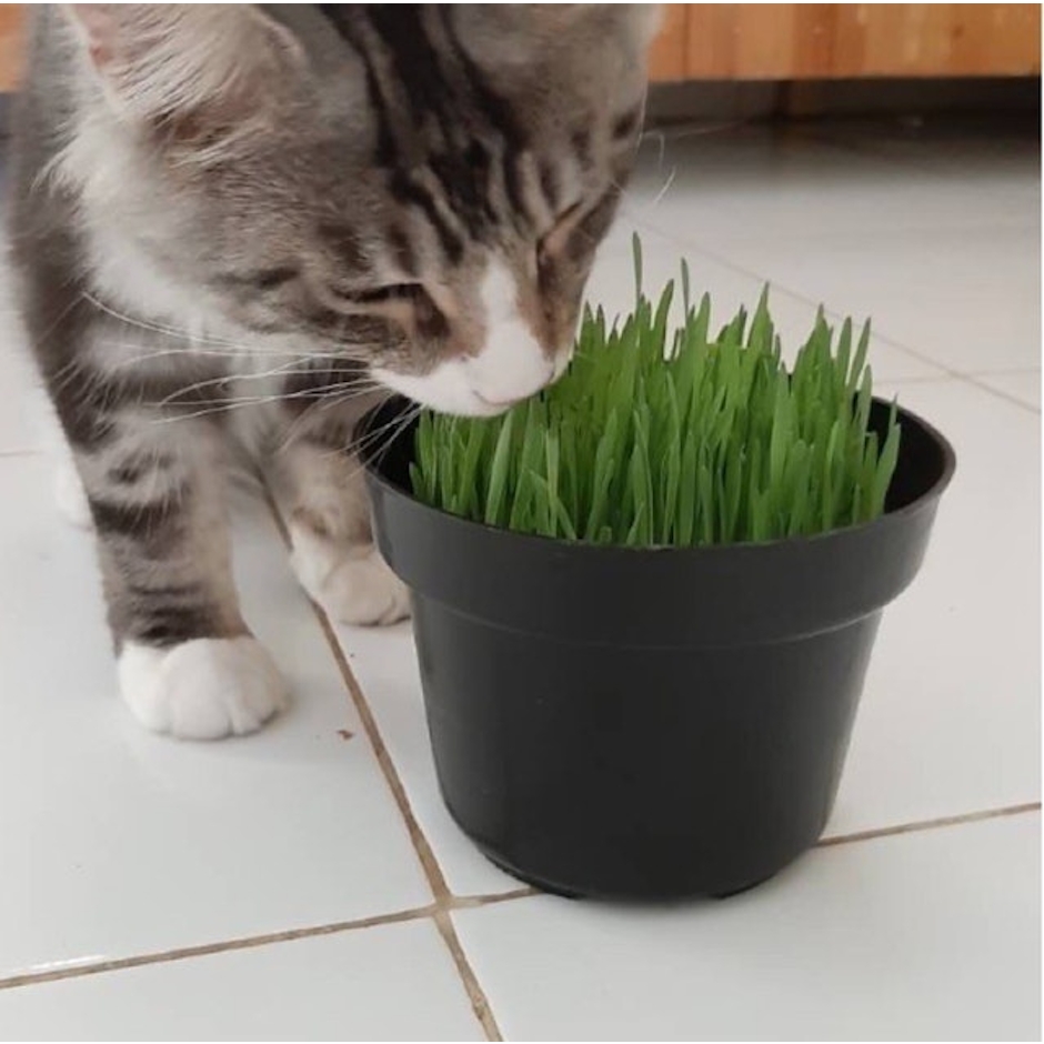 Benih Rumput Gandum Rumput Kucing Translation missing: id.activerecord.decorators.item_part_image/alt