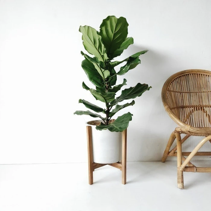 KINIBOTANICA Concrete Pot 28 + JATI Standing Planter Translation missing: id.activerecord.decorators.item_part_image/alt