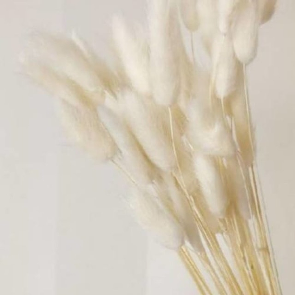 Lagurus Bunny Tail Dried Flower Translation missing: id.activerecord.decorators.item_part_image/alt