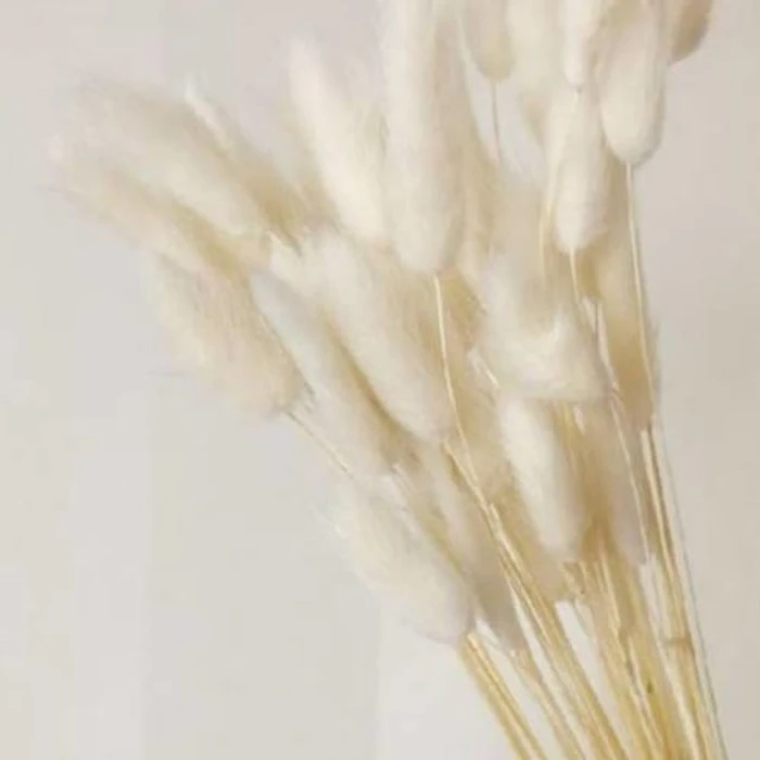 Lagurus Bunny Tail Dried Flower Translation missing: id.activerecord.decorators.item_part_image/alt