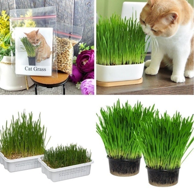 Benih Rumput Gandum Rumput Kucing Translation missing: id.activerecord.decorators.item_part_image/alt