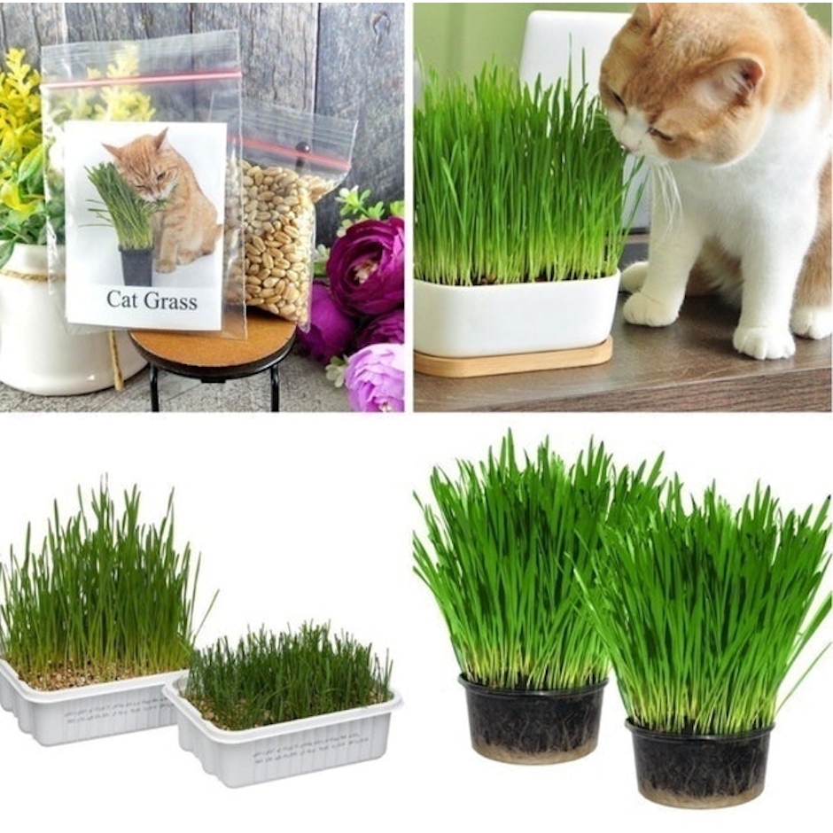 Benih Rumput Gandum Rumput Kucing Translation missing: id.activerecord.decorators.item_part_image/alt