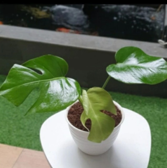Tanaman Hias Monstera Deliciosa Translation missing: id.activerecord.decorators.item_part_image/alt