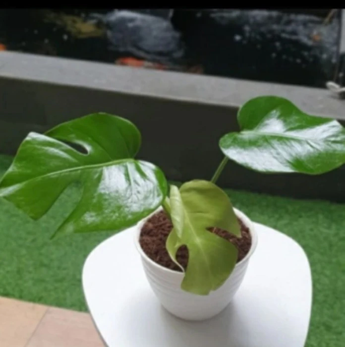 Tanaman Hias Monstera Deliciosa Translation missing: id.activerecord.decorators.item_part_image/alt