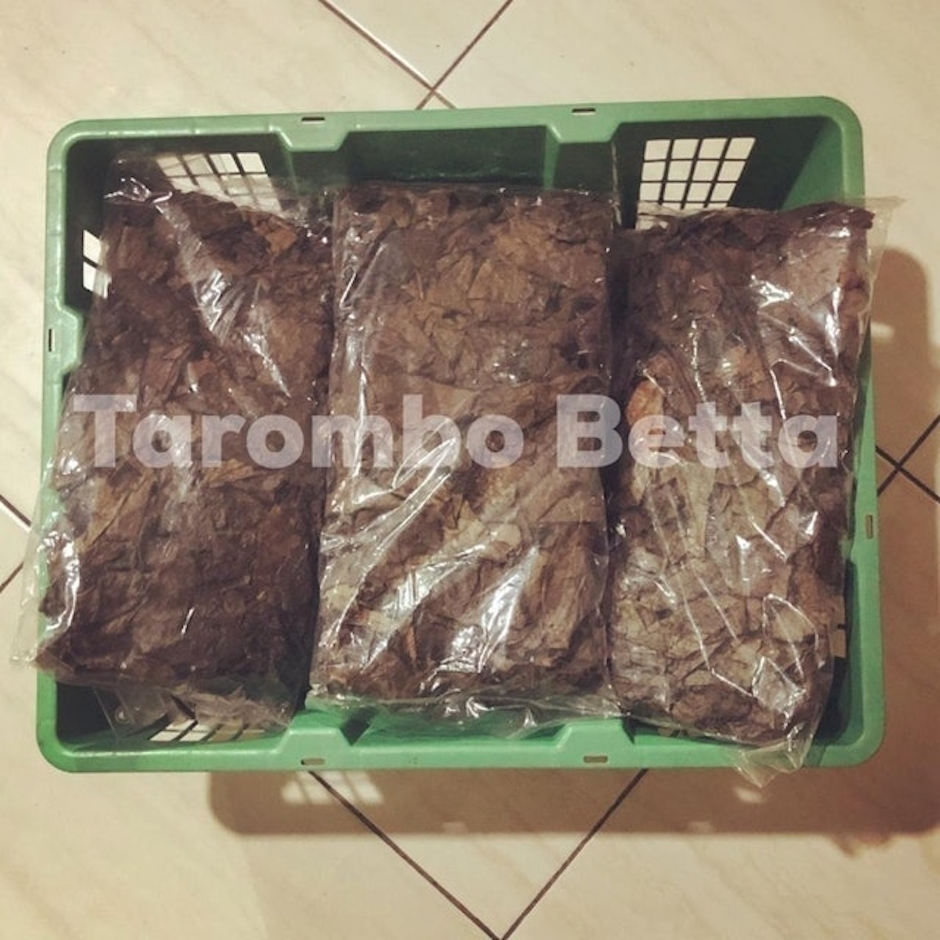 Tarombo Betta Daun Ketapang Translation missing: id.activerecord.decorators.item_part_image/alt