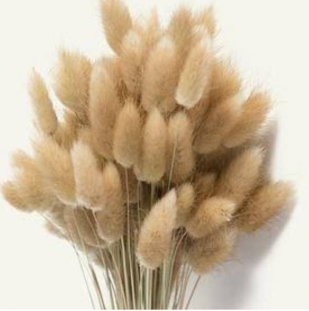 Lagurus Bunny Tail Dried Flower Translation missing: id.activerecord.decorators.item_part_image/alt
