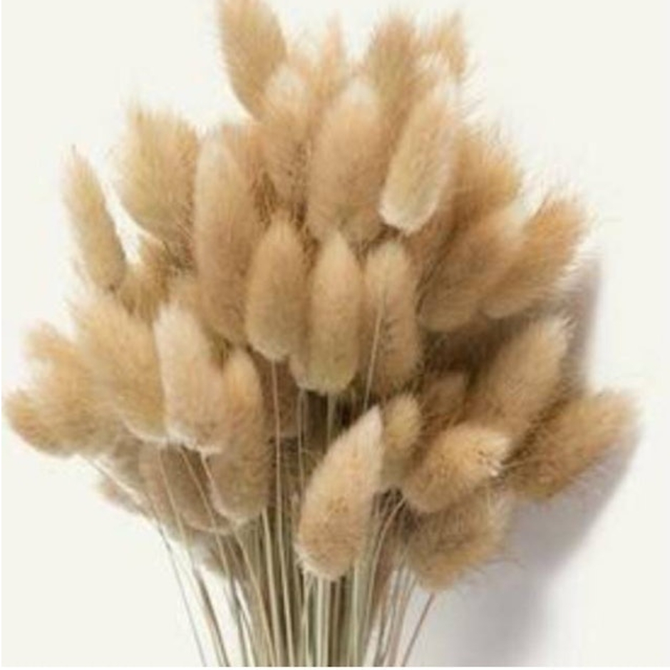 Lagurus Bunny Tail Dried Flower Translation missing: id.activerecord.decorators.item_part_image/alt