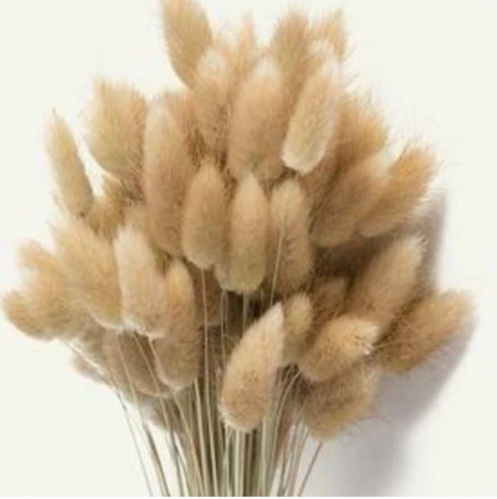 Lagurus Bunny Tail Dried Flower Translation missing: id.activerecord.decorators.item_part_image/alt