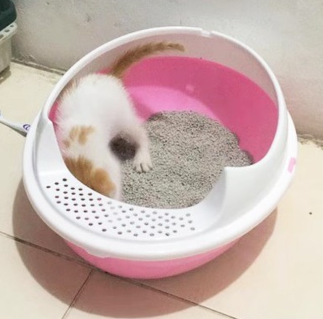 Opo CAT Bak Pasir Starter Kit Translation missing: id.activerecord.decorators.item_part_image/alt